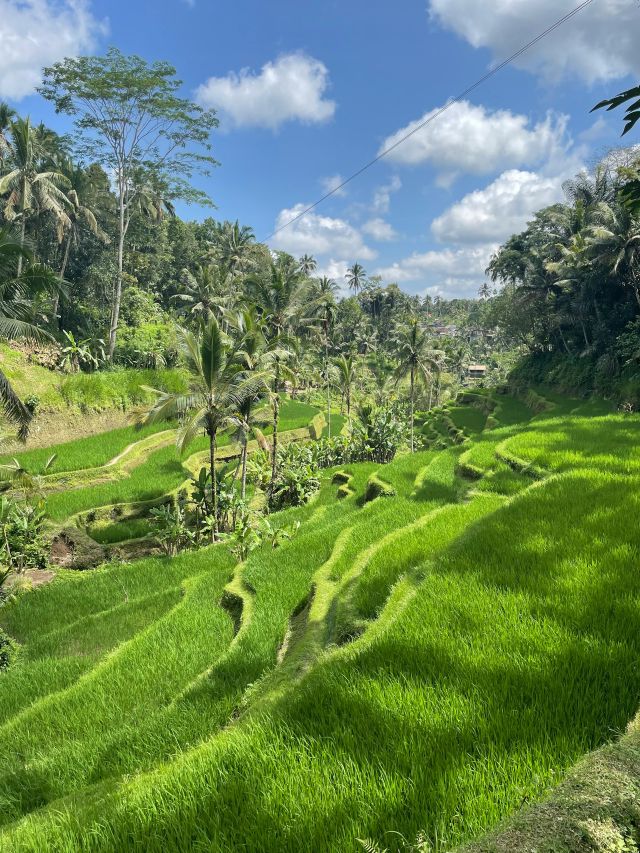 Ubud Tour gallery photo