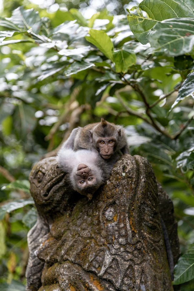 Ubud Tour gallery photo